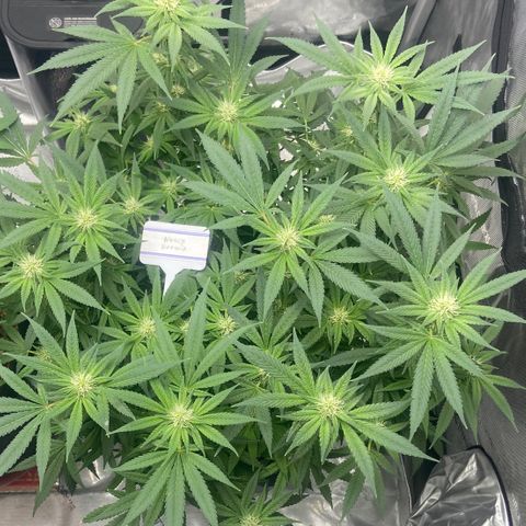 Nancy Botwin  growlog timeline photo