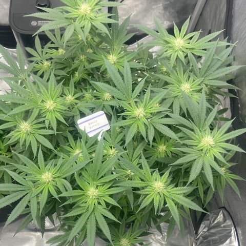 Nancy Botwin  growlog timeline photo