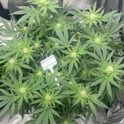 Nancy Botwin  growlog timeline photo