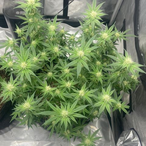 Nancy Botwin  growlog timeline photo