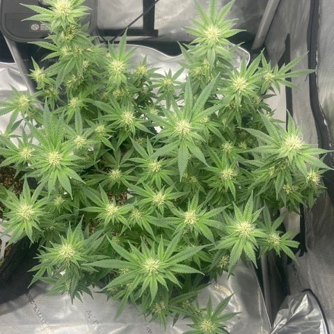 Nancy Botwin  growlog timeline photo