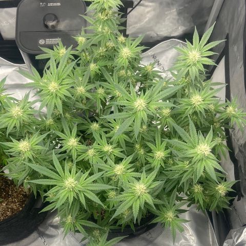 Nancy Botwin  growlog timeline photo