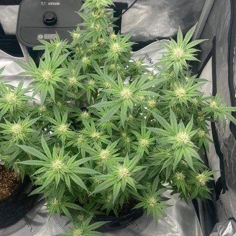 Nancy Botwin  growlog timeline photo