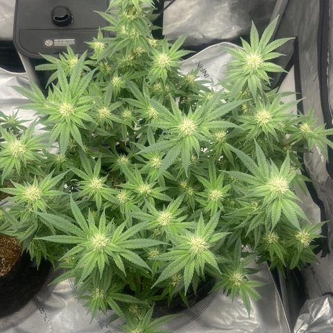 Nancy Botwin  growlog timeline photo
