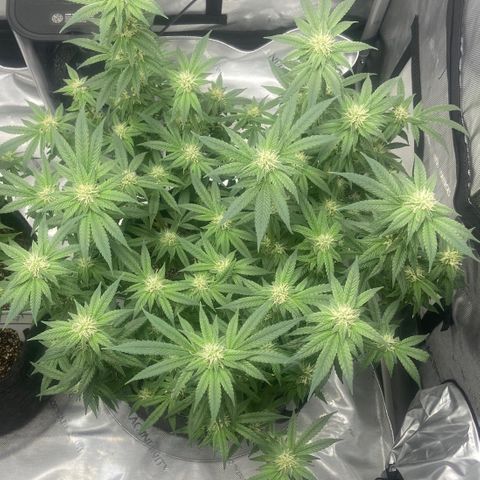 Nancy Botwin  growlog timeline photo