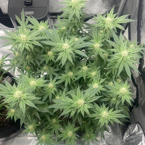 Nancy Botwin  growlog timeline photo