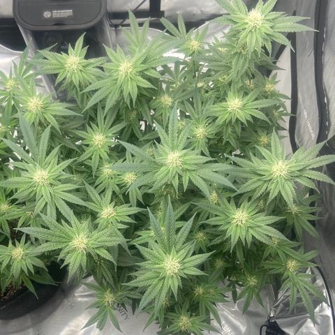 Nancy Botwin  growlog timeline photo