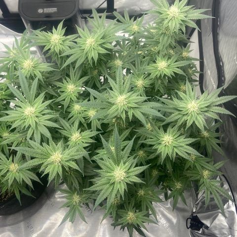 Nancy Botwin  growlog timeline photo