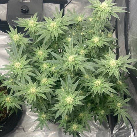 Nancy Botwin  growlog timeline photo