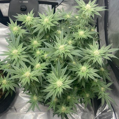 Nancy Botwin  growlog timeline photo