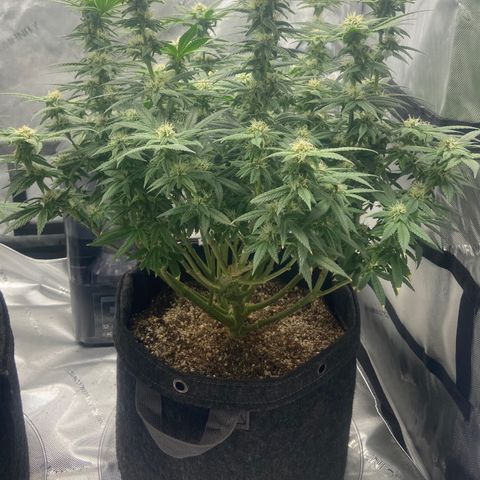 Nancy Botwin  growlog timeline photo