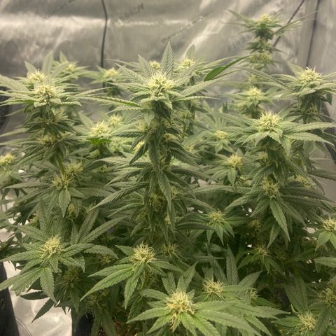Nancy Botwin  growlog timeline photo