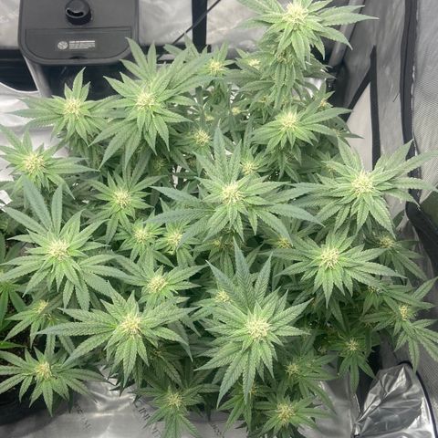 Nancy Botwin  growlog timeline photo