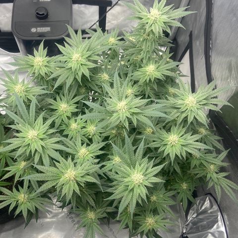 Nancy Botwin  growlog timeline photo