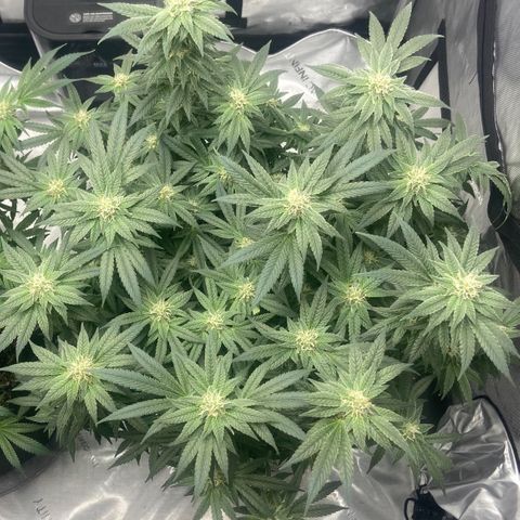 Nancy Botwin  growlog timeline photo