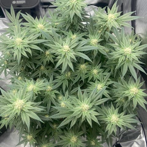 Nancy Botwin  growlog timeline photo