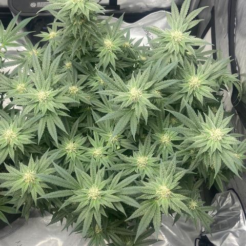 Nancy Botwin  growlog timeline photo
