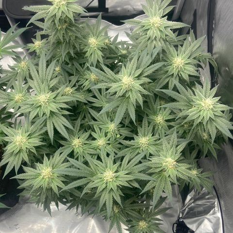 Nancy Botwin  growlog timeline photo