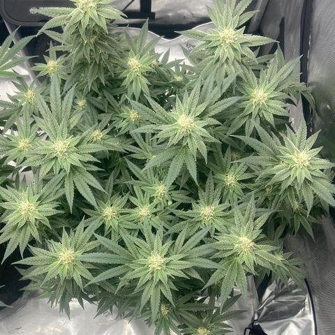 Nancy Botwin  growlog timeline photo