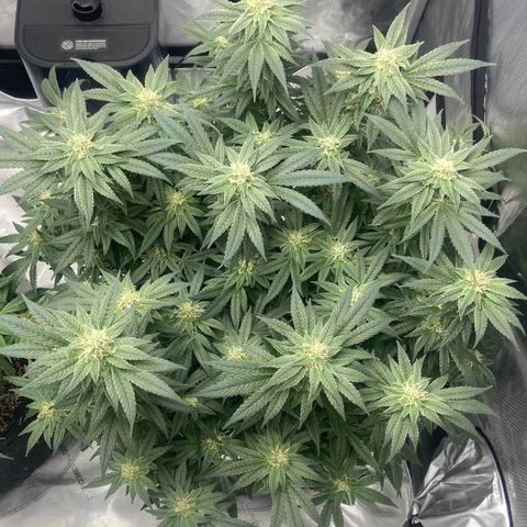 Nancy Botwin  growlog timeline photo