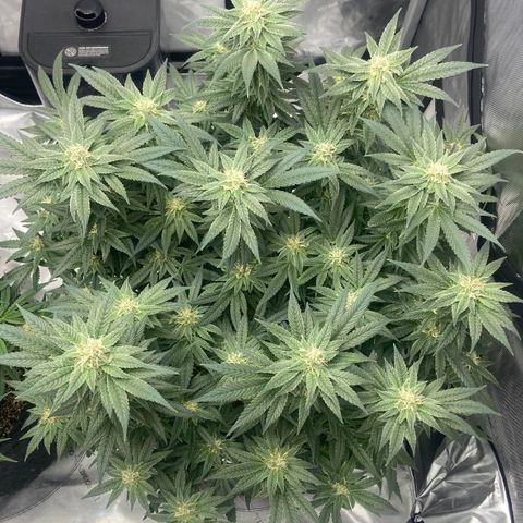 Nancy Botwin  growlog timeline photo