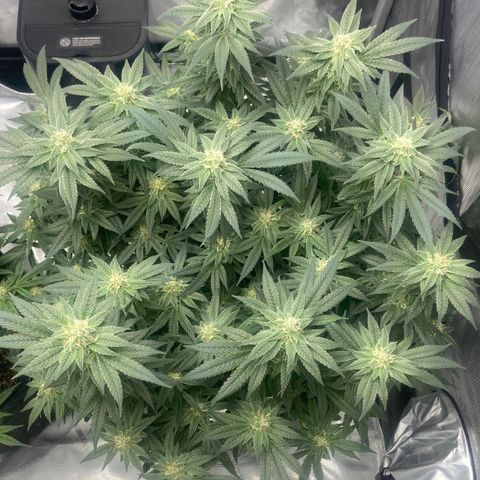 Nancy Botwin  growlog timeline photo