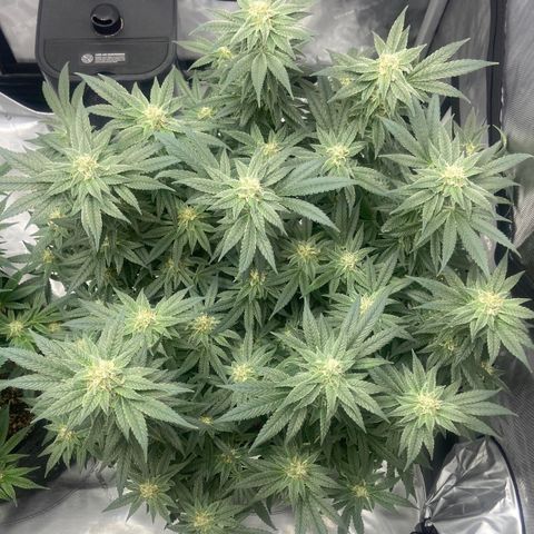 Nancy Botwin  growlog timeline photo