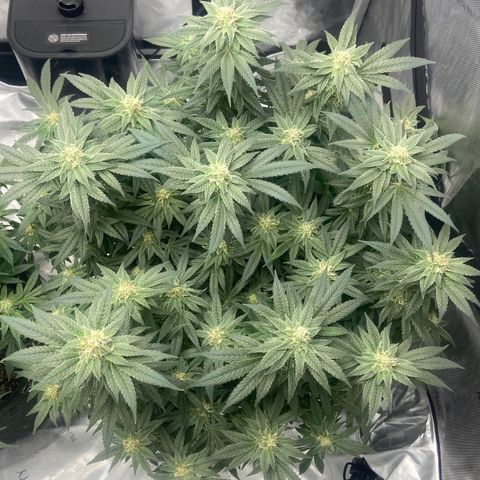 Nancy Botwin  growlog timeline photo