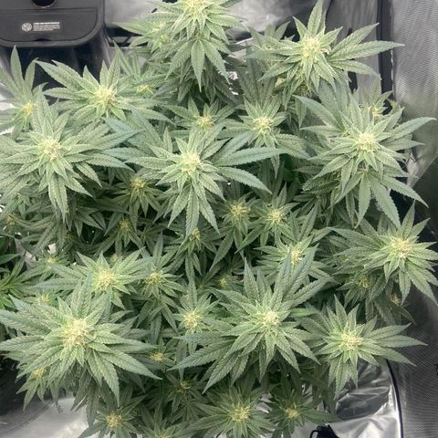 Nancy Botwin  growlog timeline photo