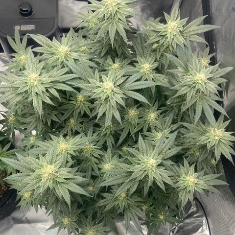 Nancy Botwin  growlog timeline photo