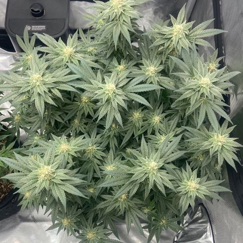 Nancy Botwin  growlog timeline photo