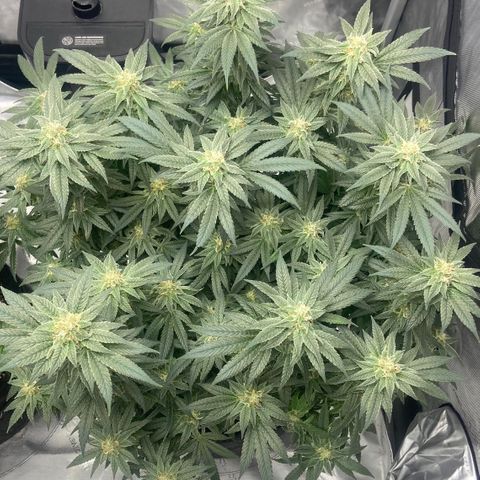 Nancy Botwin  growlog timeline photo