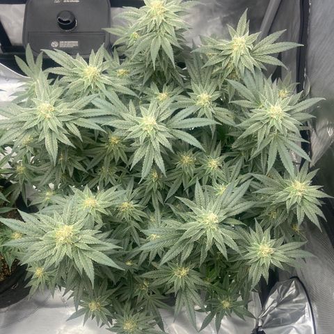 Nancy Botwin  growlog timeline photo