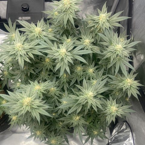 Nancy Botwin  growlog timeline photo