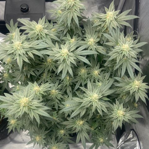 Nancy Botwin  growlog timeline photo