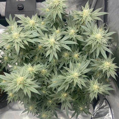 Nancy Botwin  growlog timeline photo
