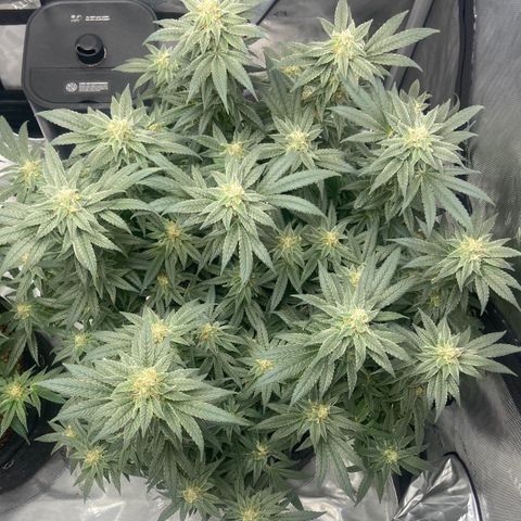 Nancy Botwin  growlog timeline photo