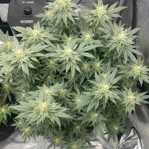 Nancy Botwin  growlog timeline photo