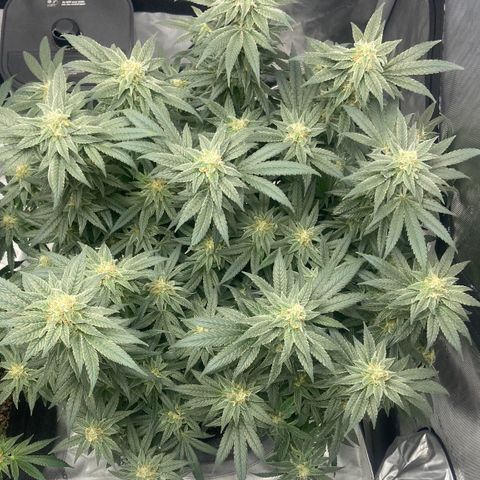 Nancy Botwin  growlog timeline photo