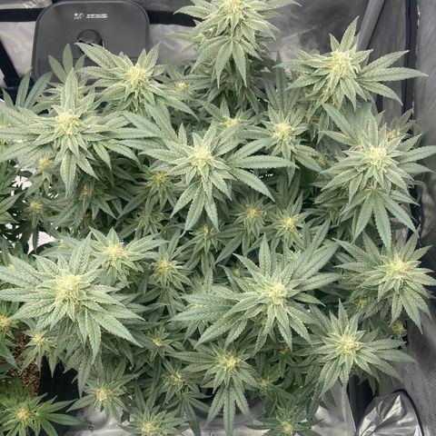 Nancy Botwin  growlog timeline photo