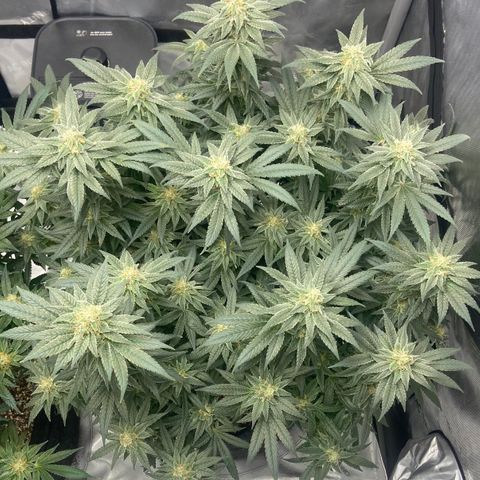 Nancy Botwin  growlog timeline photo