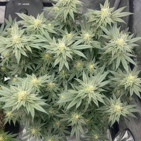 Nancy Botwin  growlog timeline photo