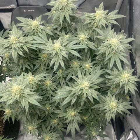 Nancy Botwin  growlog timeline photo