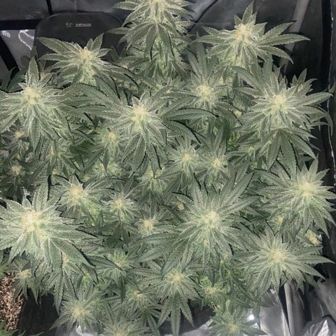 Nancy Botwin  growlog timeline photo