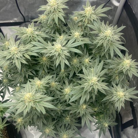 Nancy Botwin  growlog timeline photo