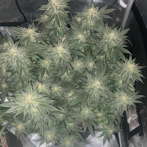Nancy Botwin  growlog timeline photo