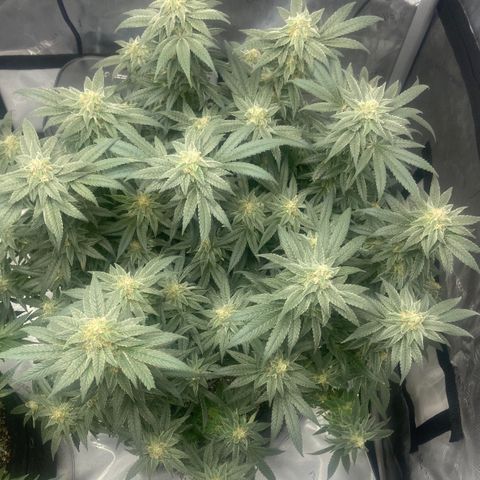 Nancy Botwin  growlog timeline photo