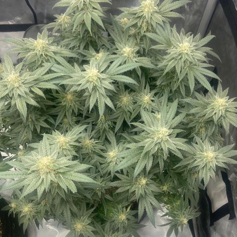 Nancy Botwin  growlog timeline photo