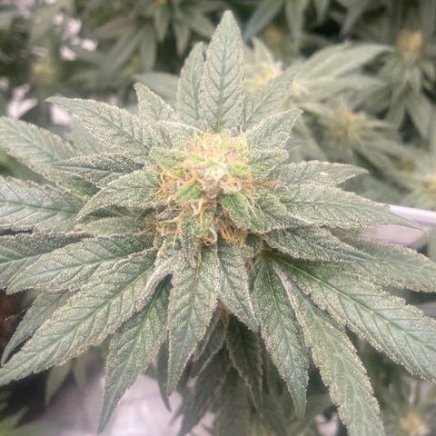 Nancy Botwin  growlog timeline photo