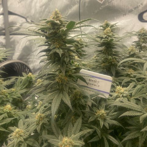 Nancy Botwin  growlog timeline photo